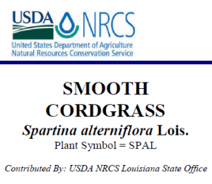 Smooth Cordgrass, Plant Guide