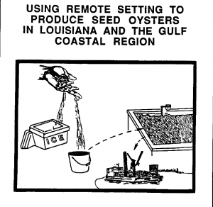 Using Remote Setting to Produce Seed Oysters in Louisiana and the Gulf Coast Region